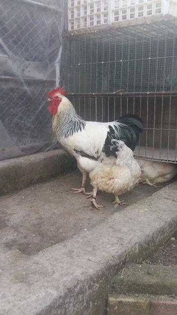 Cocos Sussex - 2018 Sussex