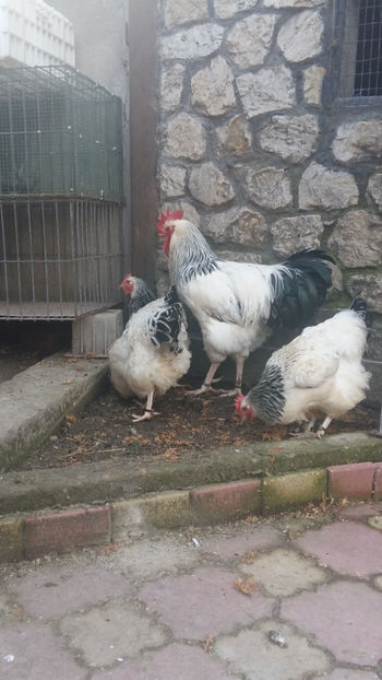 Gaini Sussex - 2018 Sussex