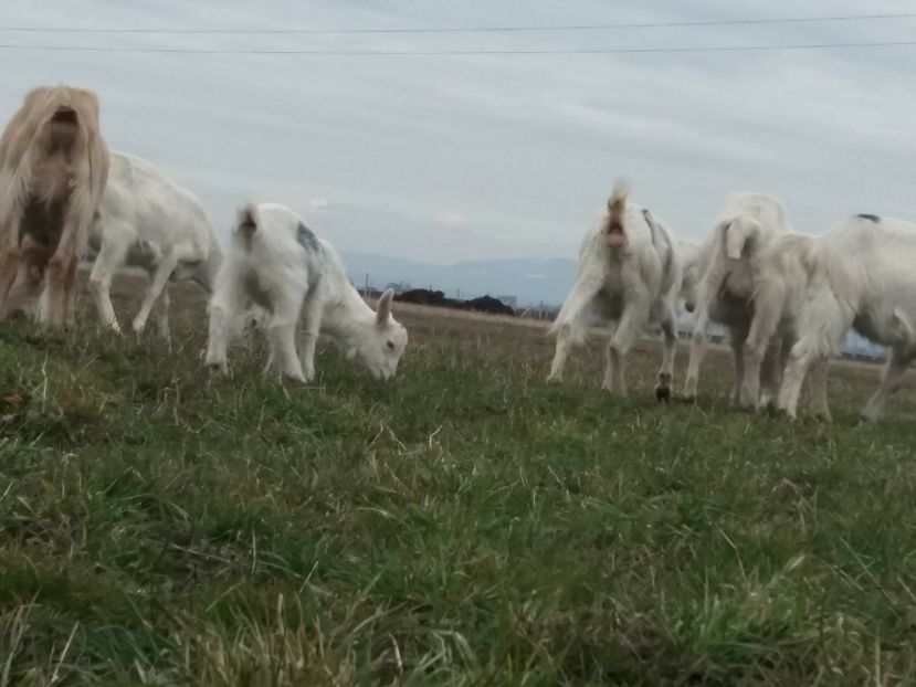  - Primăvara 2018