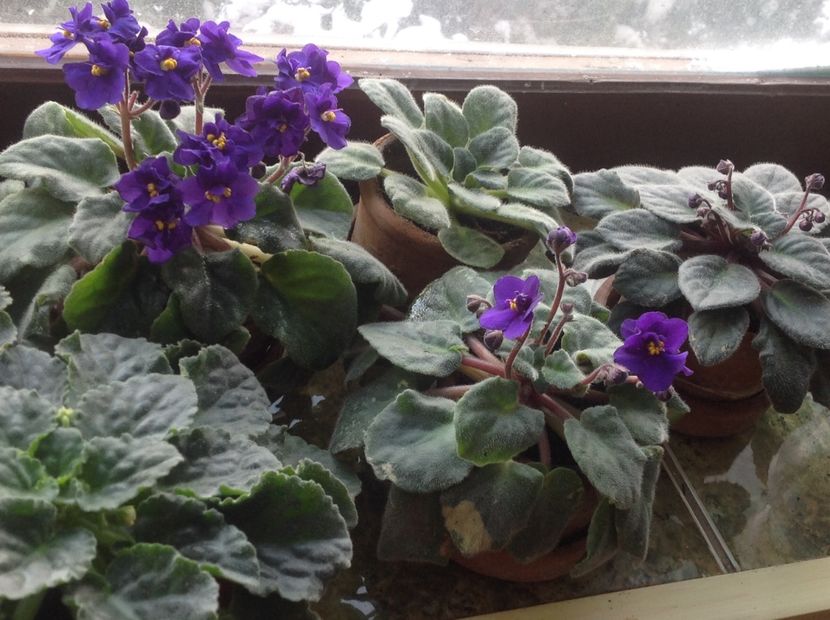  - Violete inflorirea de primavara 2018