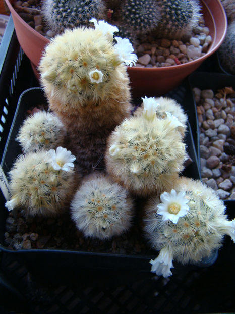Mammillaria carmenae - 2018