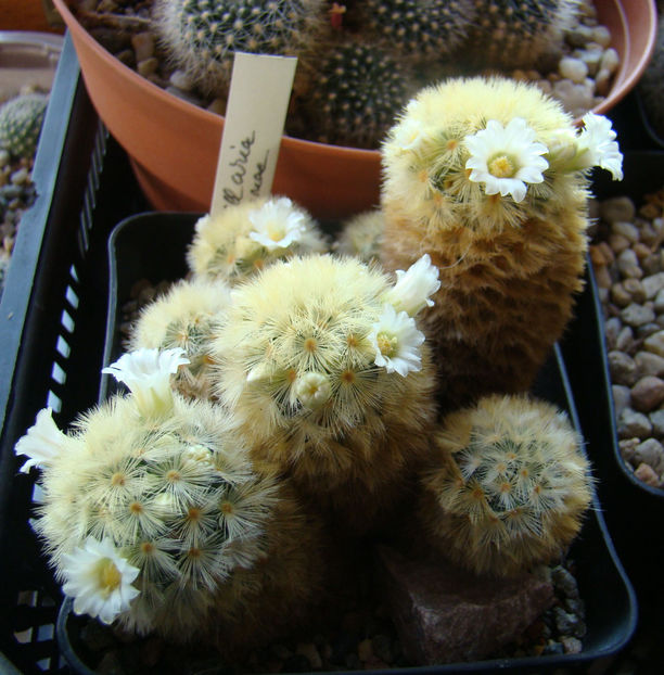 Mammillaria carmenae - 2018