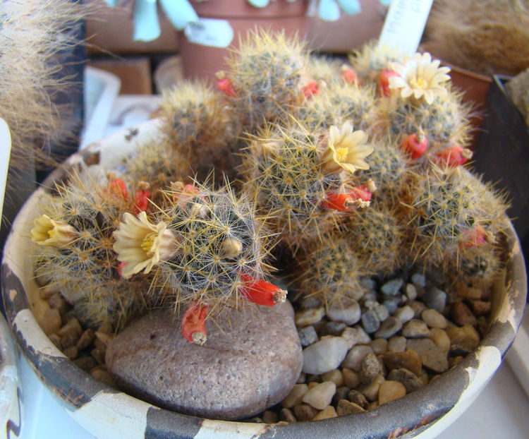 Mammillaria prolifera var.texana - 2018