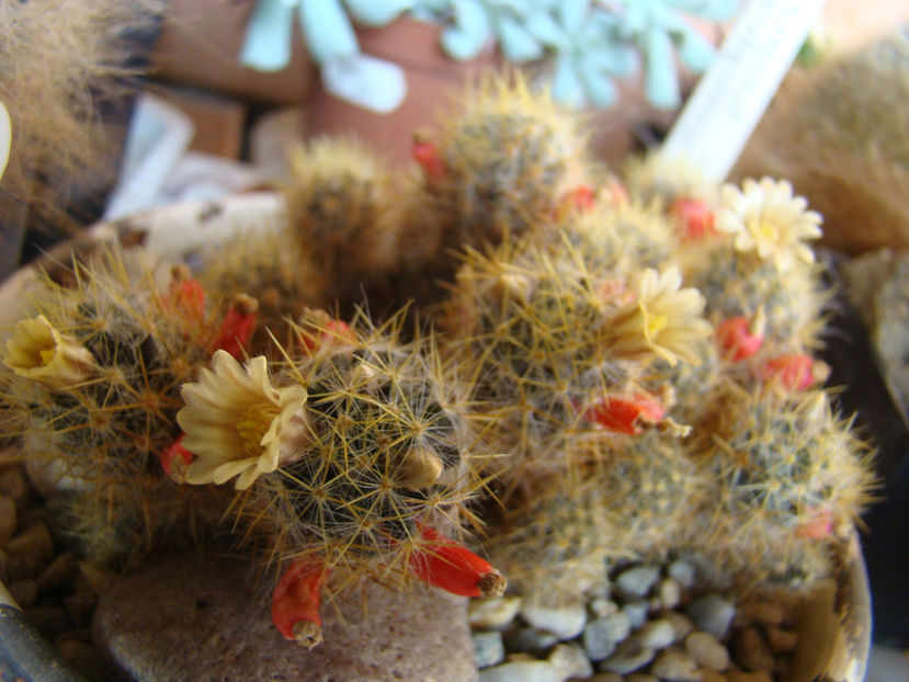 Mammillaria prolifera var.texana - 2018