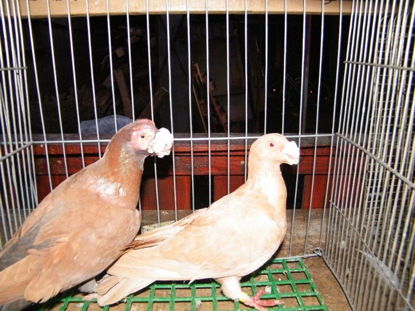  - Caranculati si berberi 2018