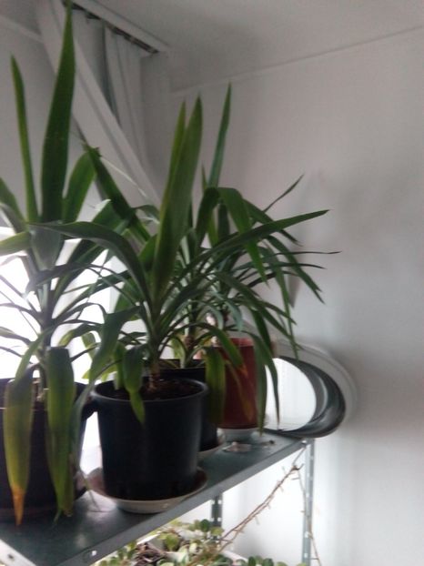 olx_image_2017-11-28_12-04-08 - VANZARE FLORI 2018