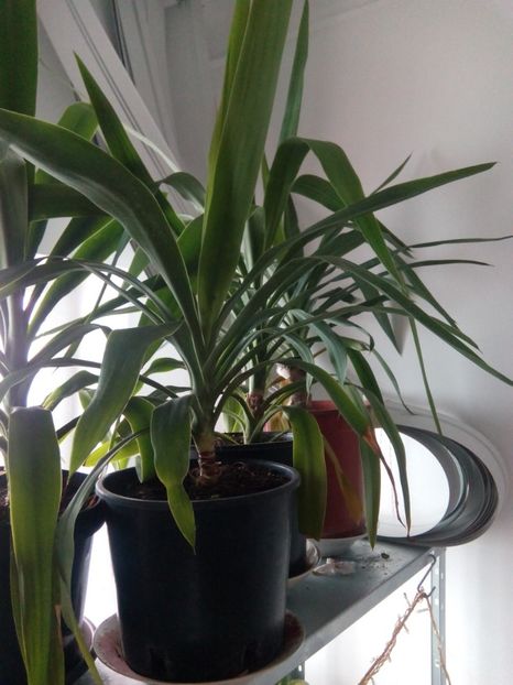olx_image_2017-11-28_12-04-29 - VANZARE FLORI 2018