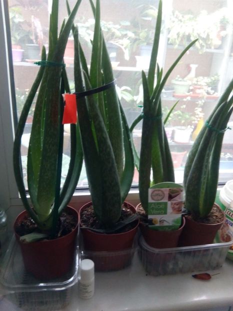 olx_image_2017-11-28_12-06-28 - VANZARE FLORI 2018