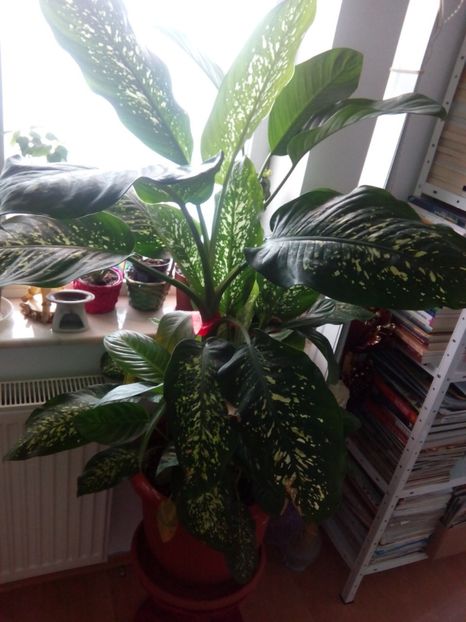olx_image_2017-11-28_12-08-18 - VANZARE FLORI 2018
