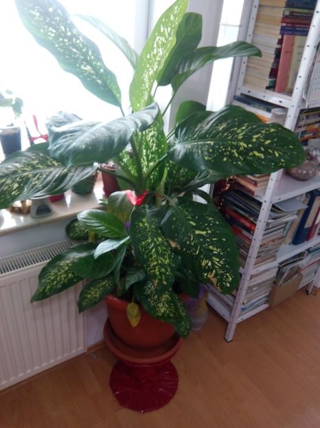olx_image_2017-11-28_12-09-18 - VANZARE FLORI 2018