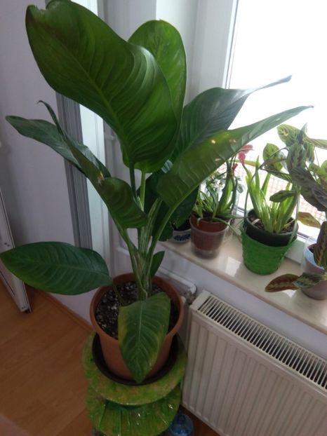 olx_image_2017-11-28_12-09-28 - VANZARE FLORI 2018