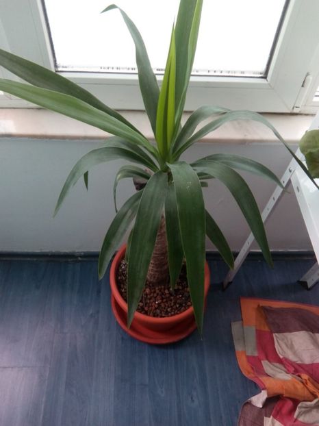 olx_image_2017-11-28_12-10-00 - VANZARE FLORI 2018