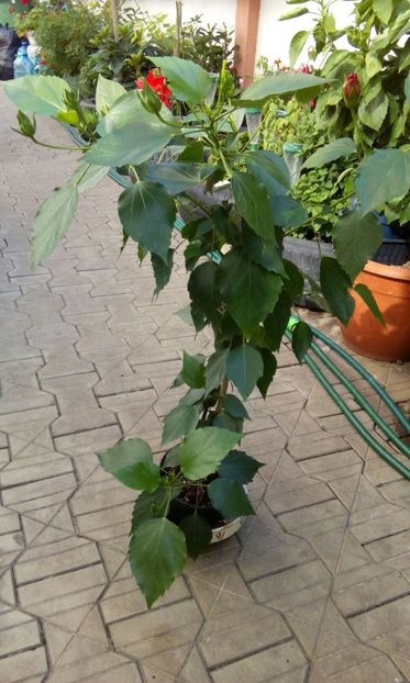 IMG-20170713-WA0027 - VANZARE FLORI 2018