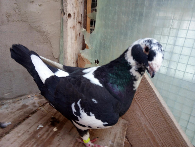 29513411_1743356615721747_1673062607_o - 2l DE VANZARE