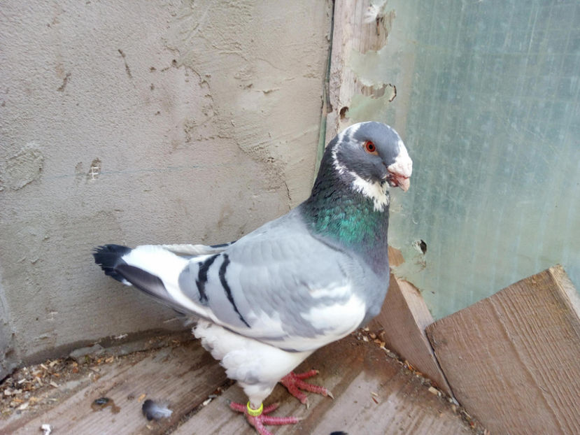 29514313_1743357322388343_1283117318_o - 2l DE VANZARE