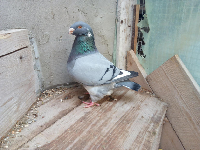 29514350_1743356659055076_1000276453_o - 2l DE VANZARE