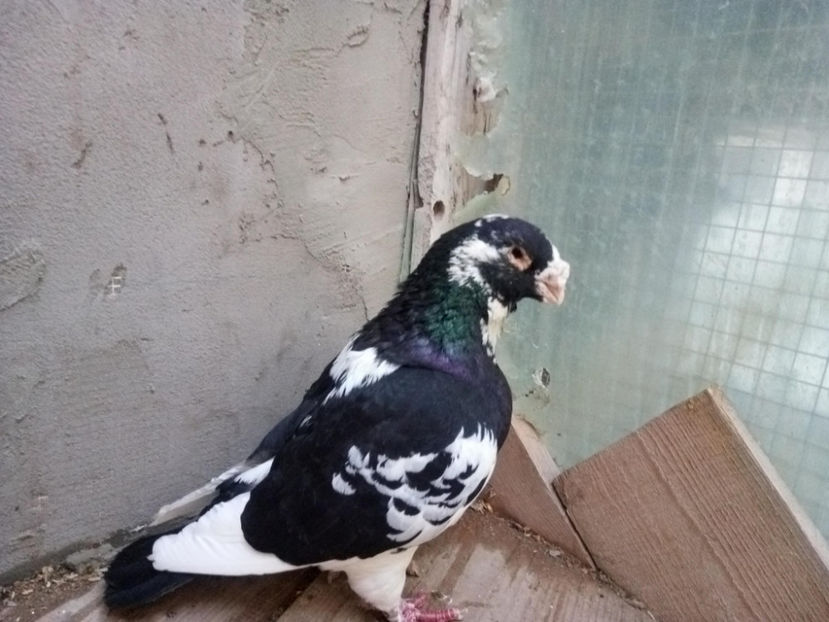 29514354_1743353482388727_1811890746_o - 2l DE VANZARE