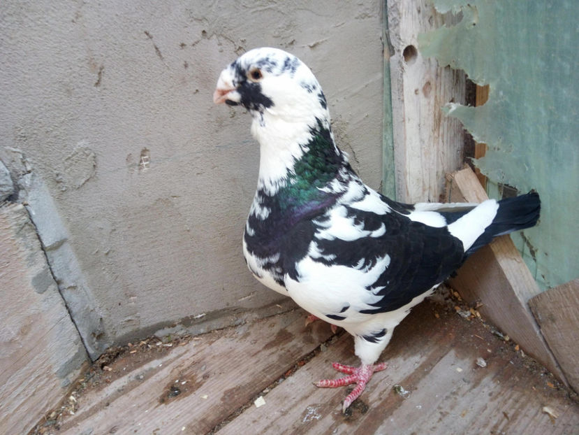 29527453_1743354045722004_892306610_o - 2l DE VANZARE