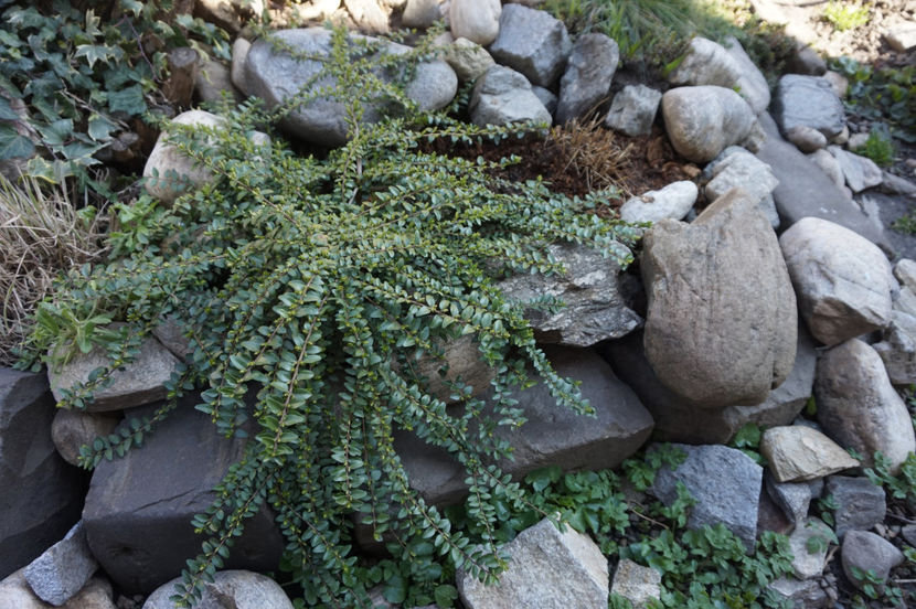 Lonicera pileata, evergreen - Martie