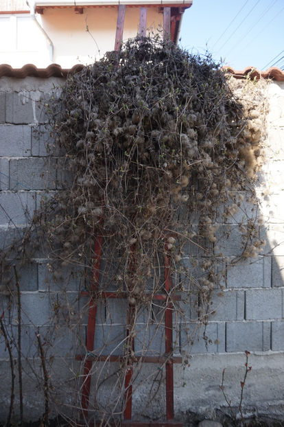 Clematis alpina- se cere curățată - Martie