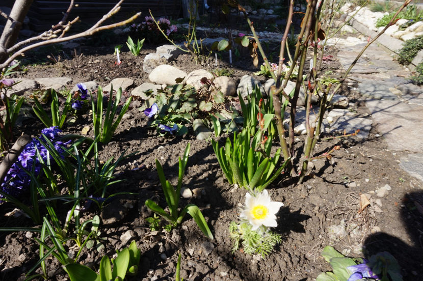 Pulsatila albă, nou venită in grădină - Martie