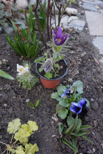 Mă primitți si pe mine? Pulsatilla violet, încă în ghiveci - Martie