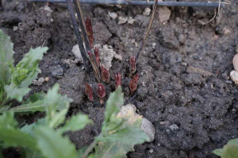 Princess Diana, gr. 3 - Martie