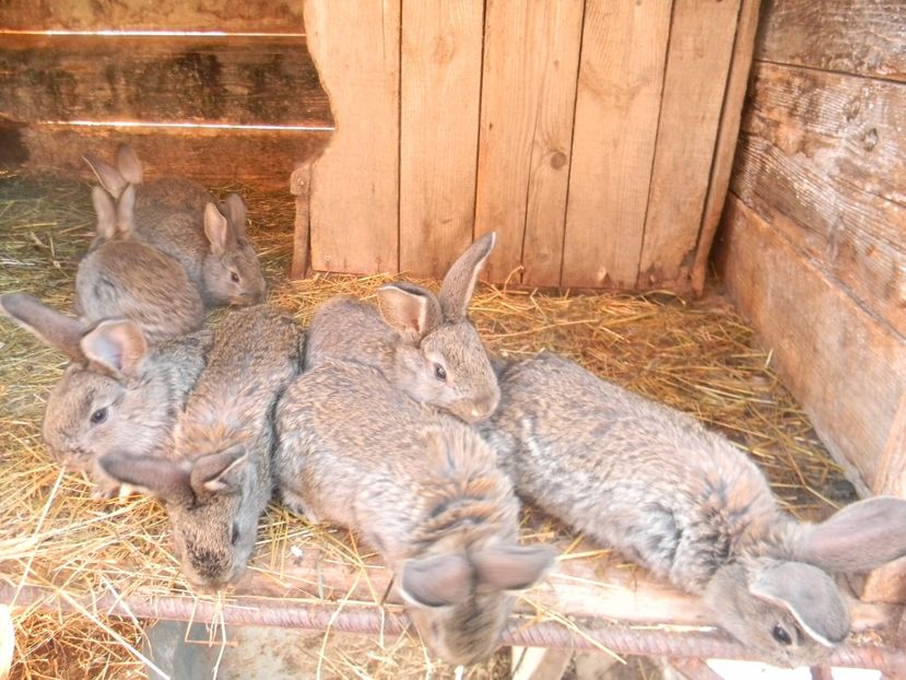 urias german - Iepurasii mei 2018