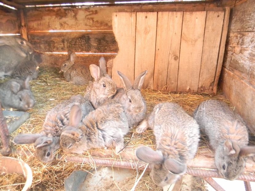  - Iepurasii mei 2018