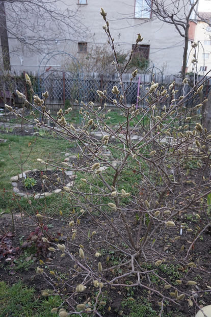 Magnolia stelata - Martie
