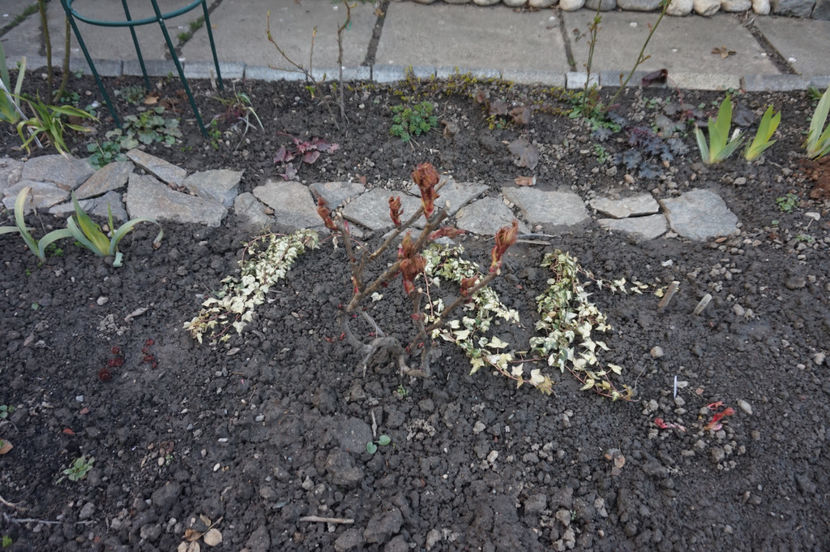 Biujor arbustiv Duchess de Mornay - Martie