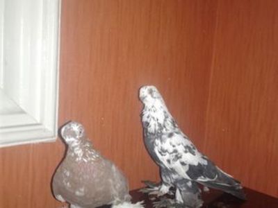 downloadfile-1 - Boinii