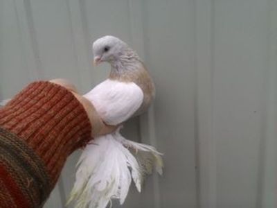 downloadfile - Boinii