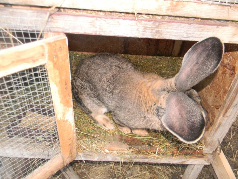 mascul - Iepurasii mei 2018