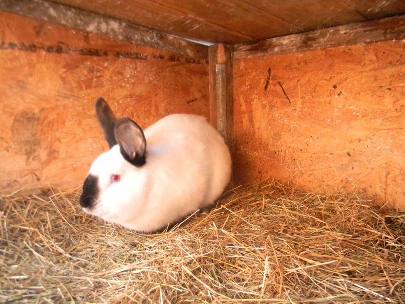  - Iepurasii mei 2018