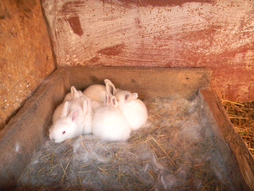  - Iepurasii mei 2018