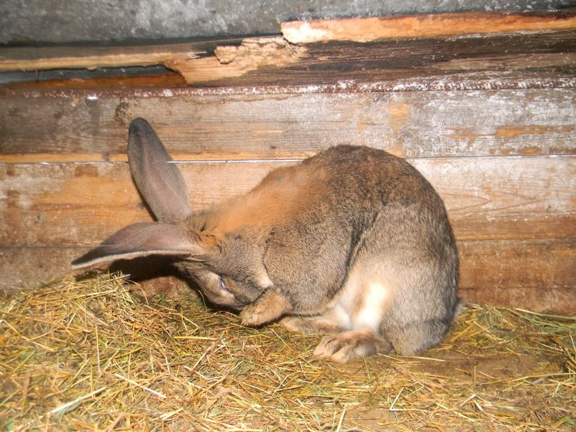 femela urias german - Iepurasii mei 2018