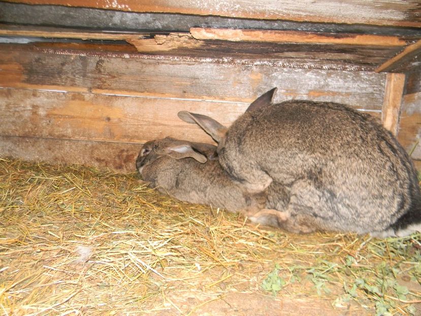 La monta - Iepurasii mei 2018