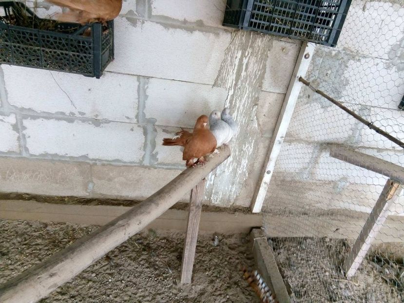 29527442_1725801107459229_204895141_o - rostowi