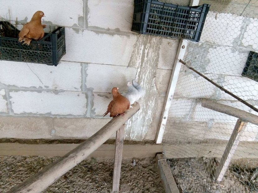 29633923_1725801114125895_1366933868_o - rostowi