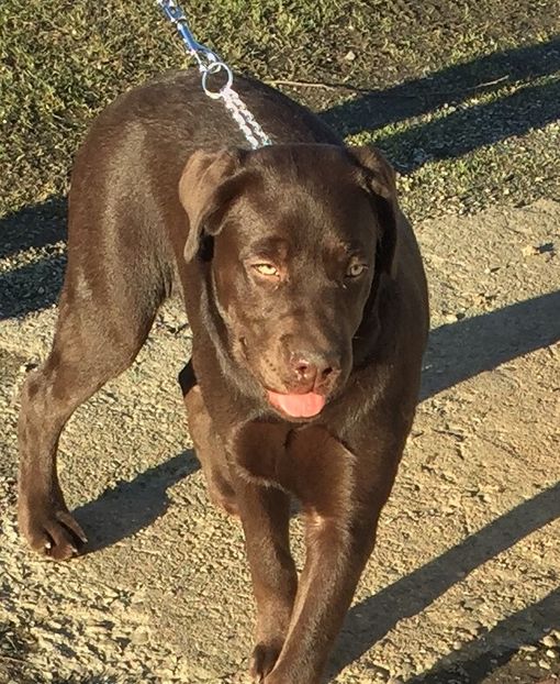 HERA fiica din Lolo si Bruno - Labradorii