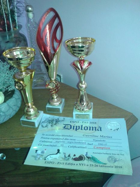 29634718_1638871322847675_1869686562_o - Wyandotte pitic portelan 2018