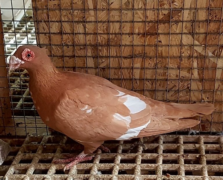  - CARUNCULATI Pentru 2020