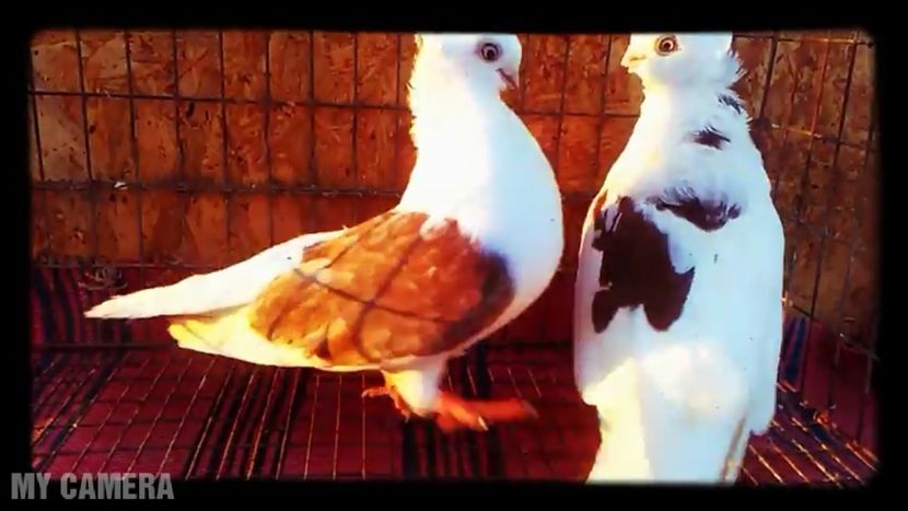 Perechea nr 2 - Jucători scurţi de Constanţa