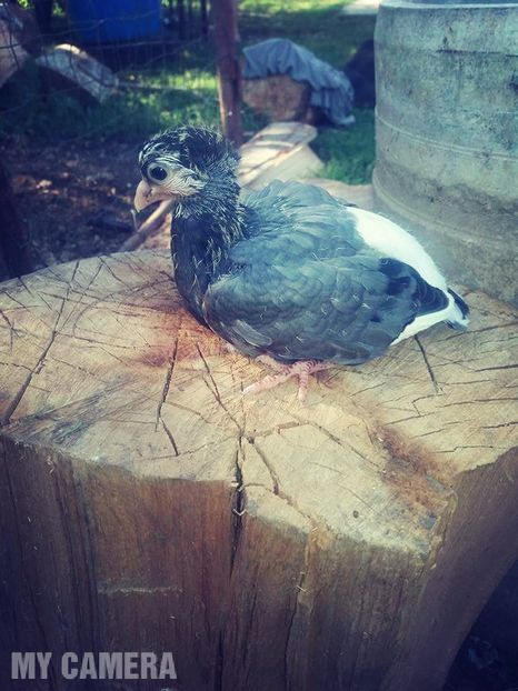 Pui din toamnă - Jucători scurţi de Constanţa