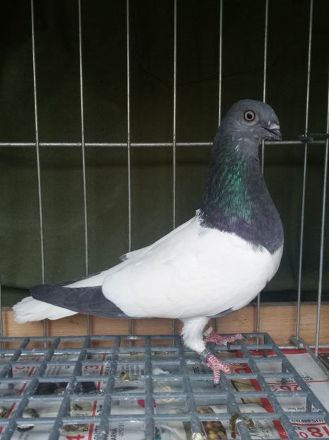  - 24 Berzati de Budapesta 2018