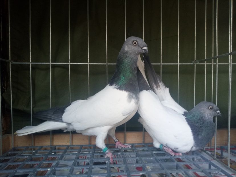  - 24 Berzati de Budapesta 2018