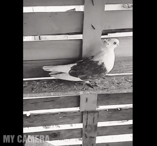 Super jucătoare - Jucători scurţi de Constanţa