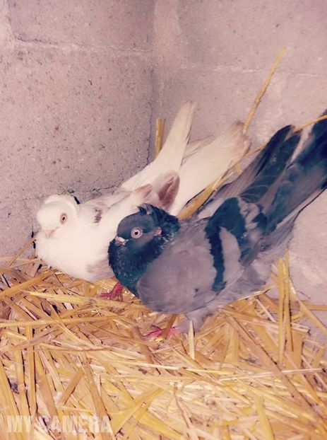 Cuibărim şi noi - Jucători scurţi de Constanţa
