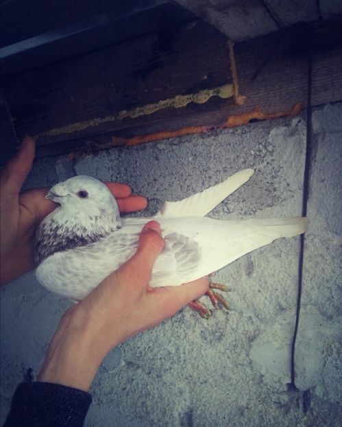 Mascul Trestiu - Porumbei Voiajori Standard